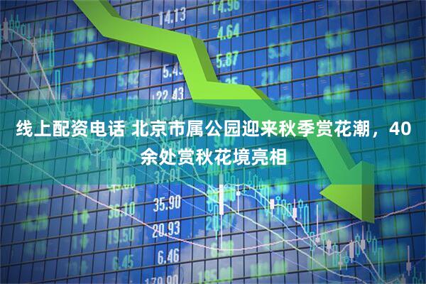 线上配资电话 北京市属公园迎来秋季赏花潮，40余处赏秋花境亮相